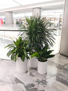 探秘宁波北仑植物租赁价格，惊喜超乎想象！